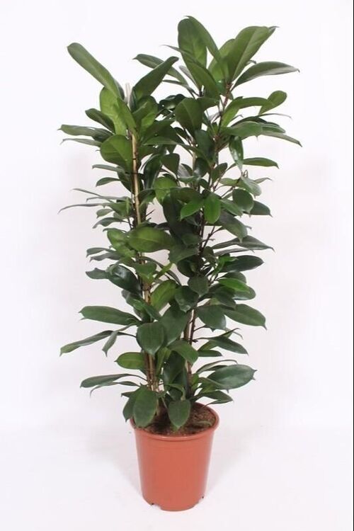 Ficus Cyathistipula - Ø27cm - ↕120cm