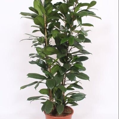 Ficus Cyathistipula – Ø27cm – ↕120cm