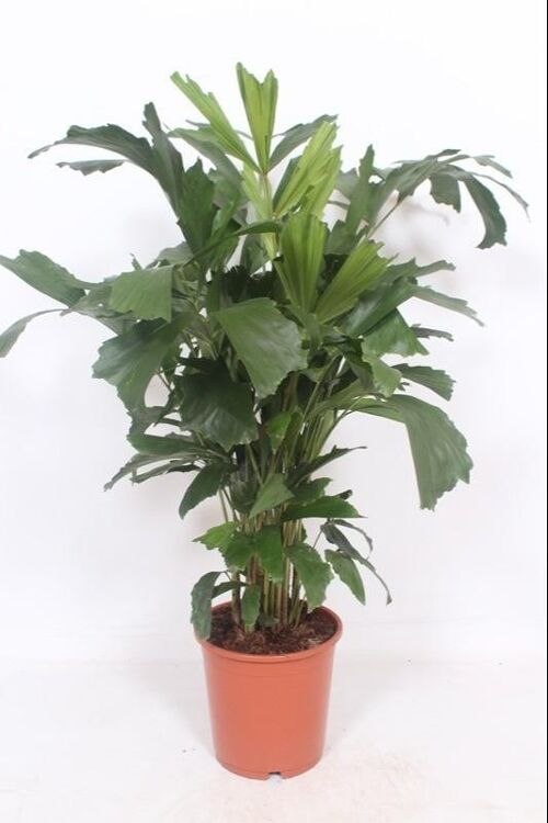 Caryota Mitis - Ø24cm - ↕110cm