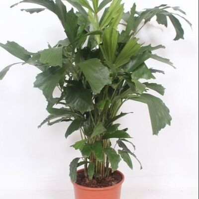 Caryota Mitis – Ø24cm – ↕110cm