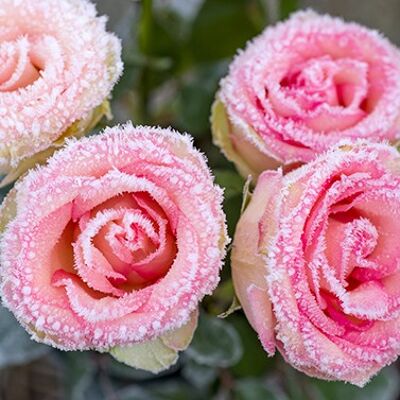 Roses d'hiver 33x33 cm