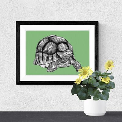 Detaillierter Tierkunstdruck – Pflugschar-Schildkröte // A4-Stift- und Tintenzeichnung // Wildtier-Wandkunst