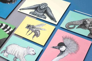 Impression d’art animalier détaillée - Tortue Ploughshare // A4 Pen & Ink Drawing // Wildlife Wall Art 4