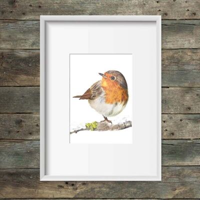 Art print chubby robin