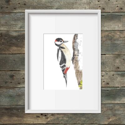 Great spotted woodpecker art print