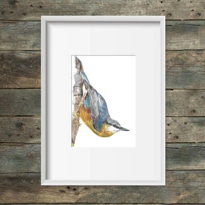 Art print Nuthatch