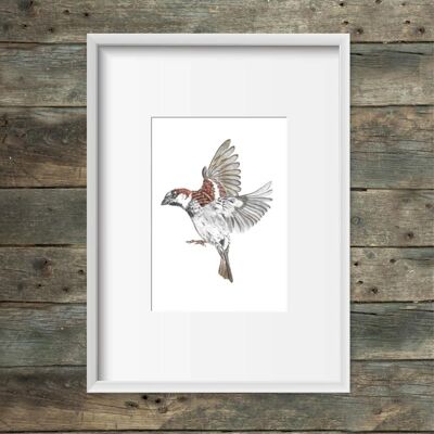 Art print sparrow