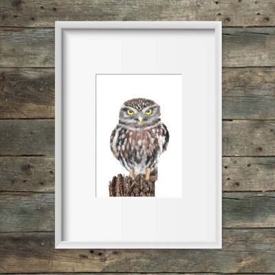 Art print little owl