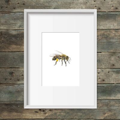 Impresión de arte abeja melífera