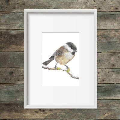 Art print Marsh Tit