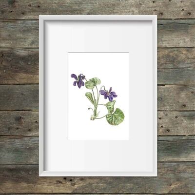 Art print violets