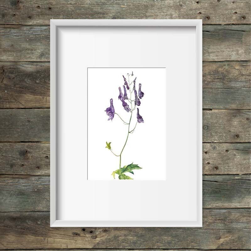 Art print Nordic monkshood