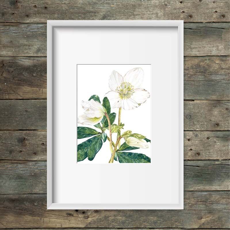 Art print Christmas rose