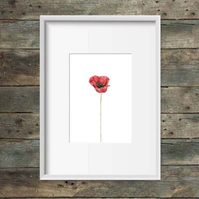 Art print open poppy