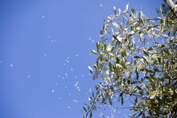 Huile d'olive extra vierge biologique 100% ITALIENNE "Principe di Gerace" 750ml 5