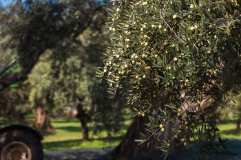 Huile d'olive extra vierge biologique 100% ITALIENNE "Principe di Gerace" 250ml 3