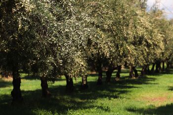 Huile d'olive extra vierge biologique 100% ITALIENNE Mediterraneò 0.75 litres 4