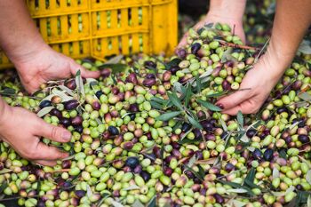 Huile d'olive extra vierge biologique 100% ITALIENNE Mediterraneò 3 l 2