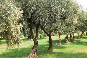 Huile d'olive extra vierge biologique 100% ITALIENNE Mediterraneò 3 l 3