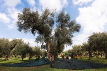 Huile d'olive extra vierge biologique 100% ITALIENNE Mediterraneò 3 l 4