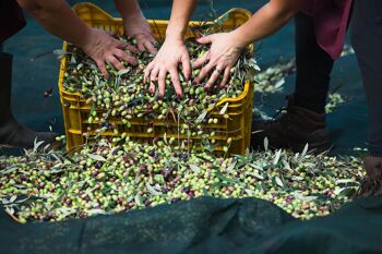 Huile d'olive extra vierge biologique 100% ITALIENNE Mediterraneò 5 l 2