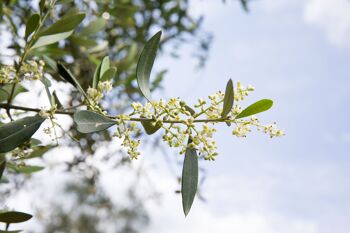 Huile d'olive extra vierge biologique 100% ITALIENNE Mediterraneò 5 l 7