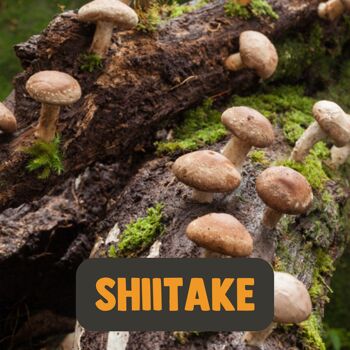 Cupplement - Shiitake 60 Capsules - Champignons biologiques - Scoop gratuit - Spores de champignons - Superfood - Shitake - Sans extrait ni poudre - Lentinula Edodes - Supplément - Poudre 6
