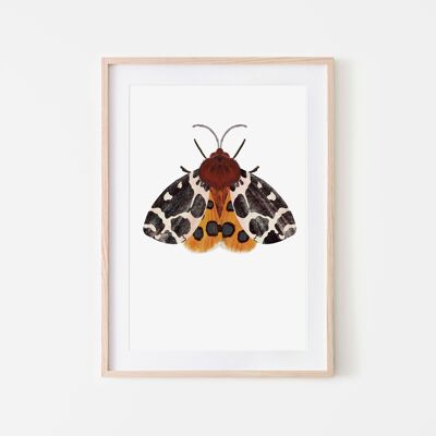 Orange moth with spheres art print – A4 and A3