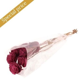 Nat. Shola Beauty Rose 6 cm pl 1