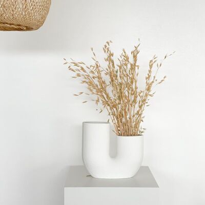 Avena: un elemento decorativo rustico e naturale