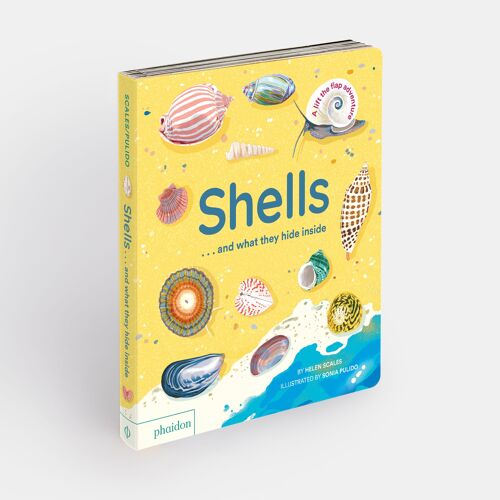 Shells... and what they hide inside: A Lift-the-Flap Adventure