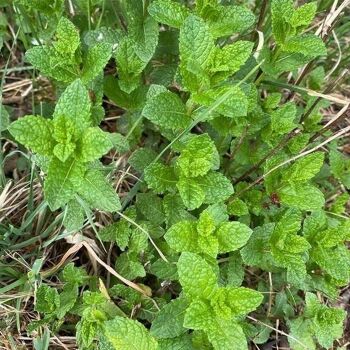 Carte de vœux ensemencée à planter mojito en lot de graines de menthe 2