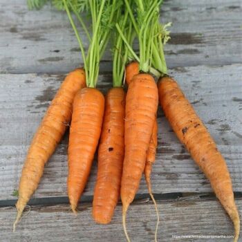 Carte de vœux ensemencée à planter Bonnes fêtes carottes par 5 3