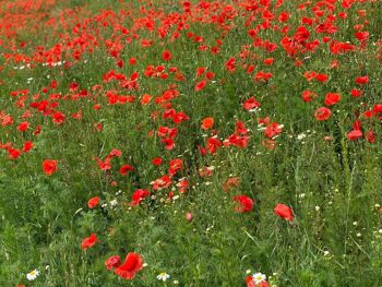 Carte de vœux ensemencée à planter Merci pour cette année  (coquelicot) 2