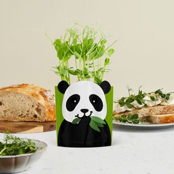 Paul Panda Carte de vœux pour zoo cultivable durable Cadeau de graines 3