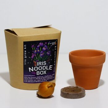 Boîte de nouilles Iris - Blue Magic Hollandica Grow kit 4