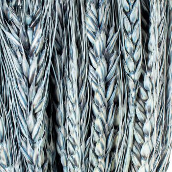 BOUQUET DE BÂTONNETS DE BLEU NATUREL CONSERVÉ _70CM ST27495 4