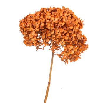 BRANCHE D'HYDRENSIA ORANGE NATUREL CONSERVÉE _°20X50-60CM ST27492 4