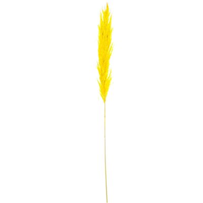 PRESERVED NATURAL YELLOW PAMPAS GRASS BRANCH _60CM ST27439