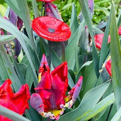 Runde kleine Glasblume für den Innenbereich in Rot, Weiß