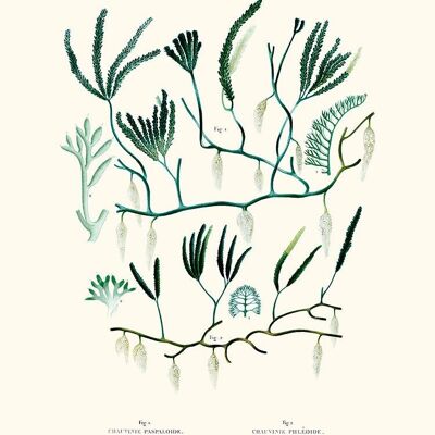 Chauvinia PL23 Poster - The Shell