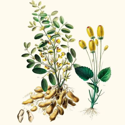 Der Erdnuss-Pistazienbaum - Flora of America
