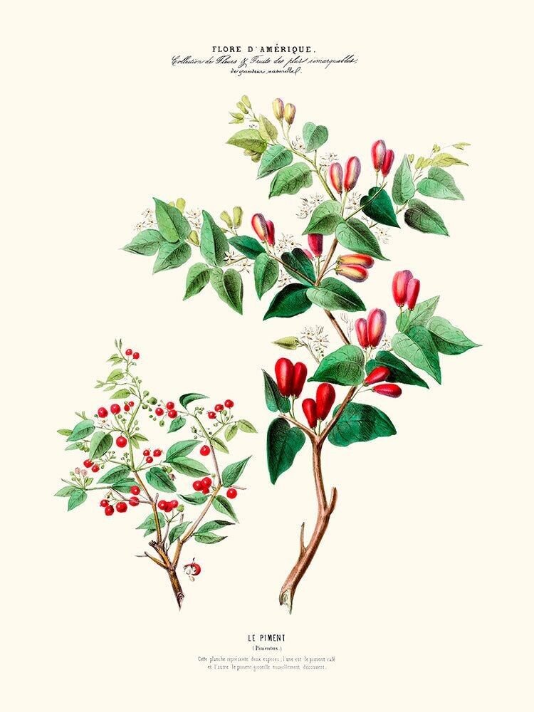 Poster Peperoncino - Flora d'America