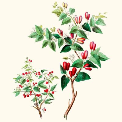 Peperoncino - Flora d'America