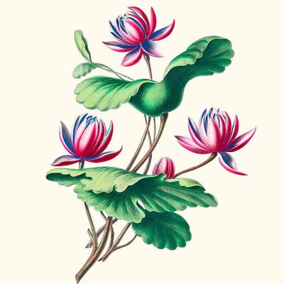 Seerose - Flora of America