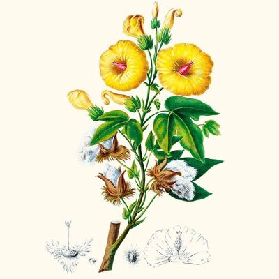 Le cotonnier - Flore d'Amérique