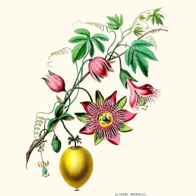 Der Granatapfelapfel - Flora of America