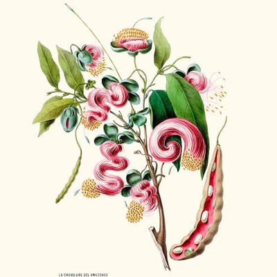 I capelli delle Amazzoni - Flora d'America