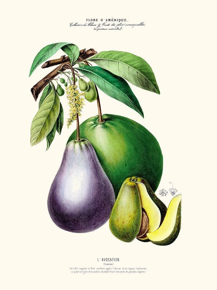 Poster Der Avocadobaum - Flora of America