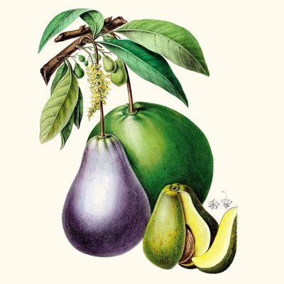 The avocado tree - Flora of America